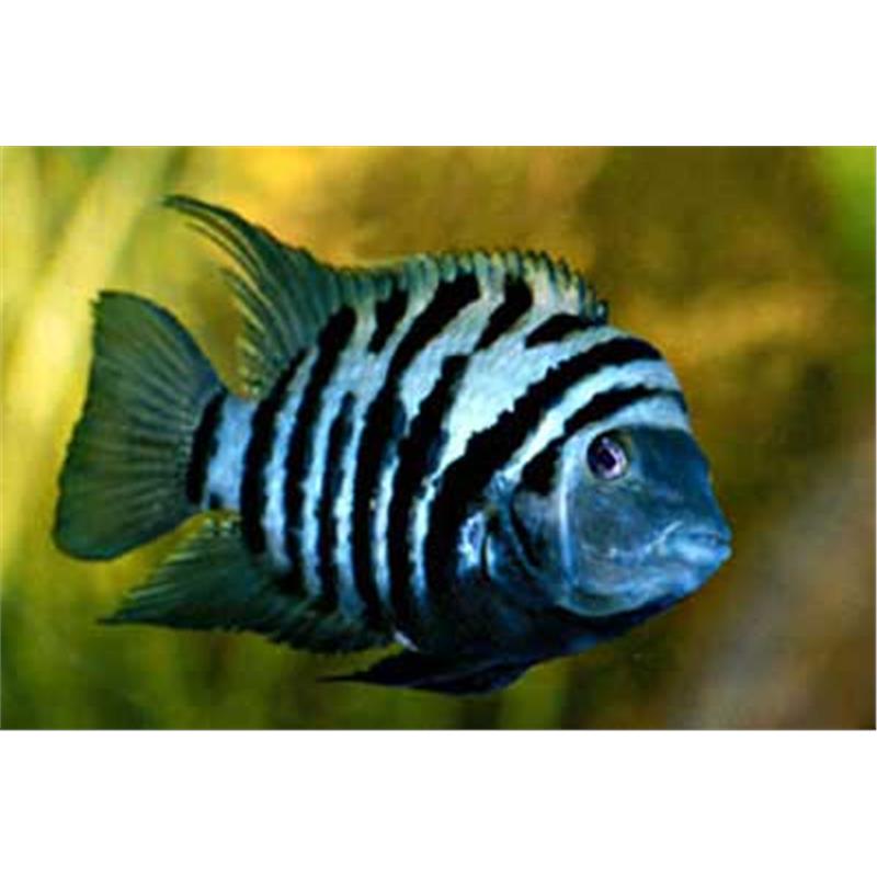 Cichlasoma nigrofasciatum - imagine 5